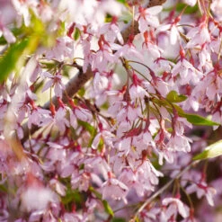 Pink Snow Showers™ Weeping Cherry Tree -Brighter Blooms Pink Snow Showers Flowering Chery 3