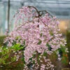 Pink Snow Showers™ Weeping Cherry Tree -Brighter Blooms Pink Snow Showers Flowering Chery BB 600x600 27f0edb2 3b43 4eb7 b47d a68cb872a663