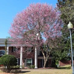 Pink Trumpet Tree -Brighter Blooms Pink Trumpet Tree 7