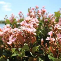 Pinkie Indian Hawthorn Shrub -Brighter Blooms Pink indian Hawthorn 2