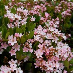 Pinkie Indian Hawthorn Shrub -Brighter Blooms Pink indian Hawthorn 4 BB
