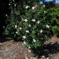 Pink Rose Of Sharon Althea Shrub -Brighter Blooms Pink rose of Sharon Althea Shrub 2 BB 3907566a 80a9 44e2 9424 a47e3f98117d