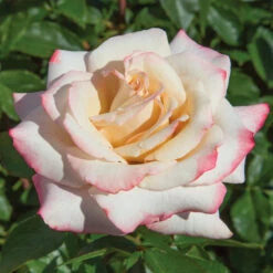 Pinkerbelle™ Rose 12 Pinkerbelle™ Rose -Brighter Blooms Pinkerbelle Rose 1 FGT
