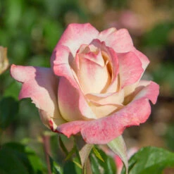 Pinkerbelle™ Rose 11 Pinkerbelle™ Rose -Brighter Blooms Pinkerbelle Rose 2 FGT