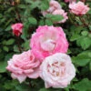 Pinkerbelle™ Rose -Brighter Blooms Pinkerbelle Rose BB 600x600 a45a19de d424 45f1 8704 7f41ceea113c