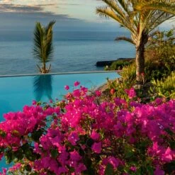 Pink Pixie Bougainvillea -Brighter Blooms Pixie Pink BOugainvillea BB 4