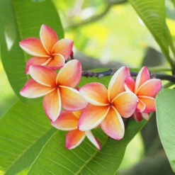 Plumeria Plant -Brighter Blooms Plumeria pink
