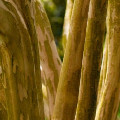 Pink Velour Crape Myrtle Tree 13 Pink Velour Crape Myrtle Tree -Brighter Blooms Pnk Velour Crape Myrtle