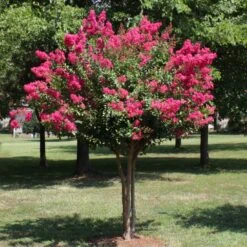 Pink Velour Crape Myrtle Tree 11 Pink Velour Crape Myrtle Tree -Brighter Blooms Pnk Velour Crape Myrtle 1 BB