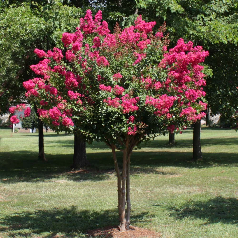 Pink Velour Crape Myrtle Tree 6 Pink Velour Crape Myrtle Tree - Image 4