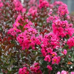 Pink Velour Crape Myrtle Tree 10 Pink Velour Crape Myrtle Tree -Brighter Blooms Pnk Velour Crape Myrtle 7 BB