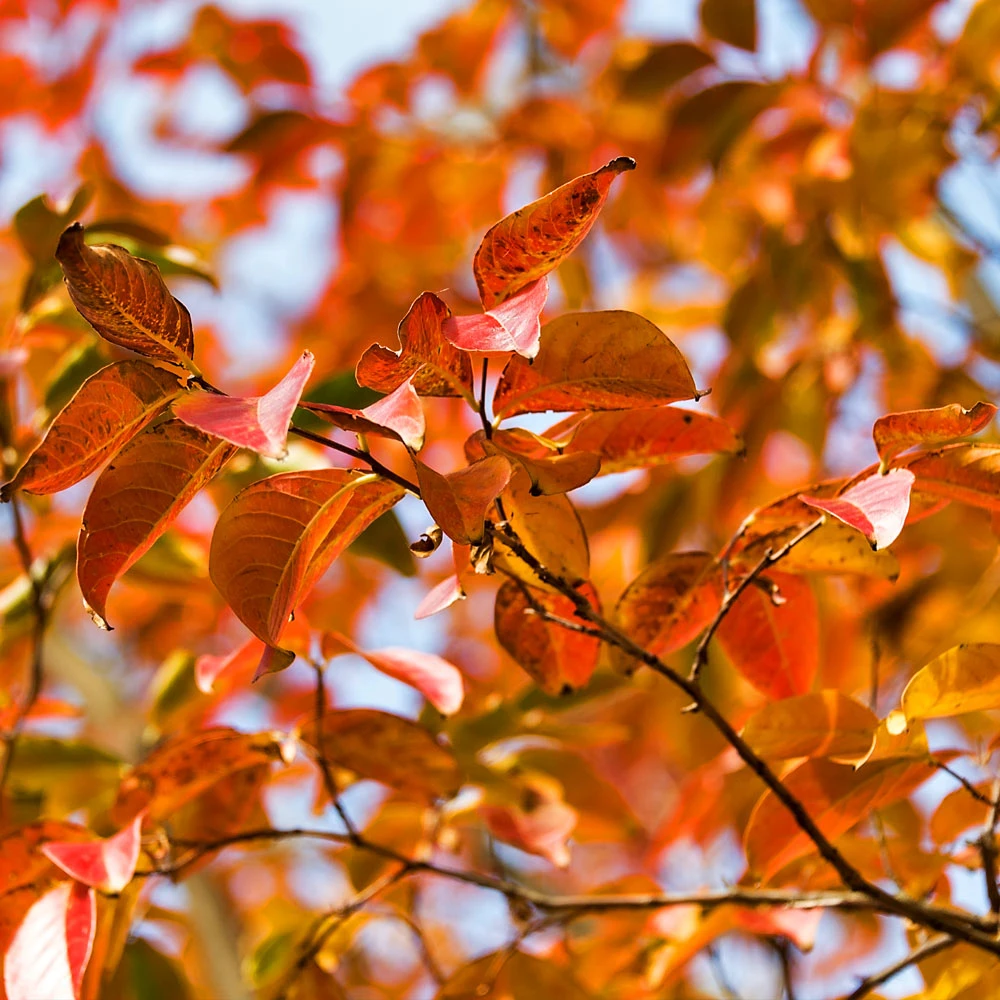 Pink Velour Crape Myrtle Tree 7 Pink Velour Crape Myrtle Tree - Image 5