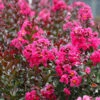 Pink Velour Crape Myrtle Tree -Brighter Blooms Pnk Velour Crape Myrtle BB 600x600 d3367a2e fdb0 4b44 810c 3f52a0ff5dcc
