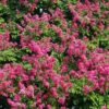 Pocomoke Crape Myrtle -Brighter Blooms Pocomoke Crape Myrtle 250 thumbnail BB