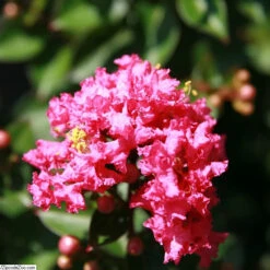 Pocomoke Crape Myrtle -Brighter Blooms Pocomoke Crape Myrtle BB 800 D1