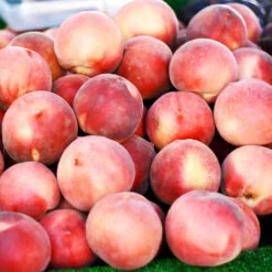 Polly Peach Tree -Brighter Blooms Polly Peach 3