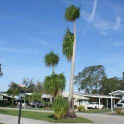Ponytail Palm Tree 12 Ponytail Palm Tree -Brighter Blooms Ponytail Palm 4 BB