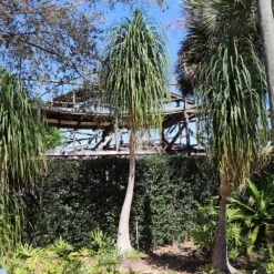 Ponytail Palm Tree 11 Ponytail Palm Tree -Brighter Blooms Ponytail Palm 6
