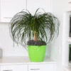 Ponytail Palm Tree -Brighter Blooms Ponytail Palm BB 600x600 55f3f470 aa43 4241 b9ea 9b94bae040fc