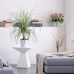 Ponytail Palm Tree 10 Ponytail Palm Tree -Brighter Blooms Ponytail Palm BB 600x600 68427662 d37a 45d3 8e21 8f0bfb090aa4