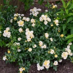 Popcorn Drift® Rose -Brighter Blooms Popcorn Drift Rose 3