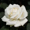 Pope John Paul II Rose Shrub -Brighter Blooms Pope John Paul Rose BB 600x600 3a3be3e5 634a 4102 9c4d 9b5357f8038c
