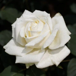 Pope John Paul II Rose Shrub