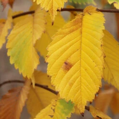 Prairie Expedition® Elm Tree 9 Prairie Expedition® Elm Tree -Brighter Blooms Prairie Expedition Elm 3