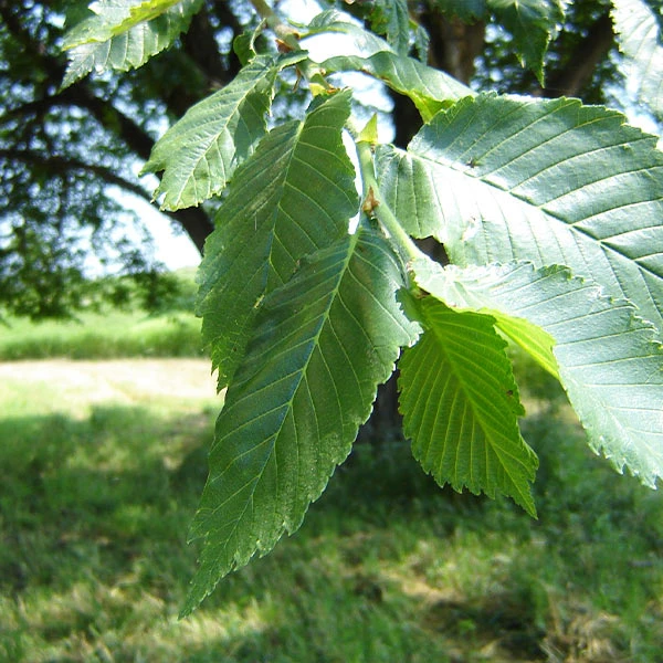 Prairie Expedition® Elm Tree 3 Prairie Expedition® Elm Tree