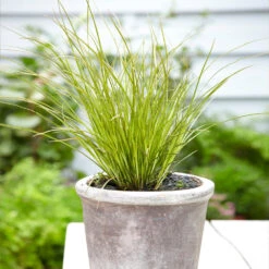 Prairie Fire Sedge -Brighter Blooms Prarie Fire Sedge 3