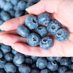 Premier Blueberry Bush -Brighter Blooms Premier Blueberry 5 BB