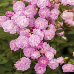 Pretty Polly® Lavender Rose -Brighter Blooms Pretty Polly Lavender 1 BB