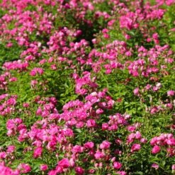 Pretty Polly® Pink Rose -Brighter Blooms Pretty Polly Pink 2 BB