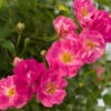 Pretty Polly® Pink Rose 1 Pretty Polly® Pink Rose -Brighter Blooms Pretty Polly Pink BB 600x600 aab818bb 2f61 4831 b94c 74fb44c6b9f6