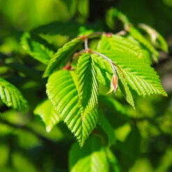 Princeton American Elm Tree -Brighter Blooms Princeon American Elm 5 BB