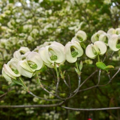 Mexican Flowering Dogwood Tree 8 Mexican Flowering Dogwood Tree -Brighter Blooms Pringle Mexican Dogwood 2