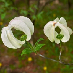 Mexican Flowering Dogwood Tree 9 Mexican Flowering Dogwood Tree -Brighter Blooms Pringle Mexican Dogwood 3