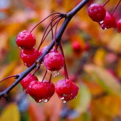 Profusion Crabapple Tree -Brighter Blooms Profussion Crabapple 6