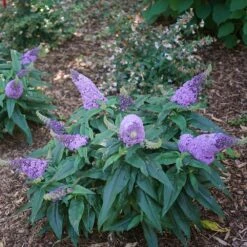 Pugster® Amethyst Butterfly Bush 9 Pugster® Amethyst Butterfly Bush -Brighter Blooms Pugster Amethyst Butterfly Bush 1