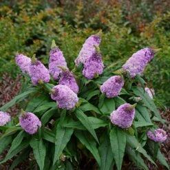 Pugster® Amethyst Butterfly Bush 10 Pugster® Amethyst Butterfly Bush -Brighter Blooms Pugster Amethyst Butterfly Bush 2