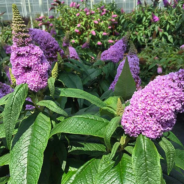 Pugster® Amethyst Butterfly Bush 3 Pugster® Amethyst Butterfly Bush