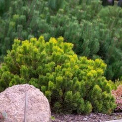 Dwarf Mugo Pine 9 Dwarf Mugo Pine -Brighter Blooms Pumilio Mugo Pine 4 BB