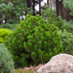 Dwarf Mugo Pine 10 Dwarf Mugo Pine -Brighter Blooms Pumilio Mugo Pine 6 BB