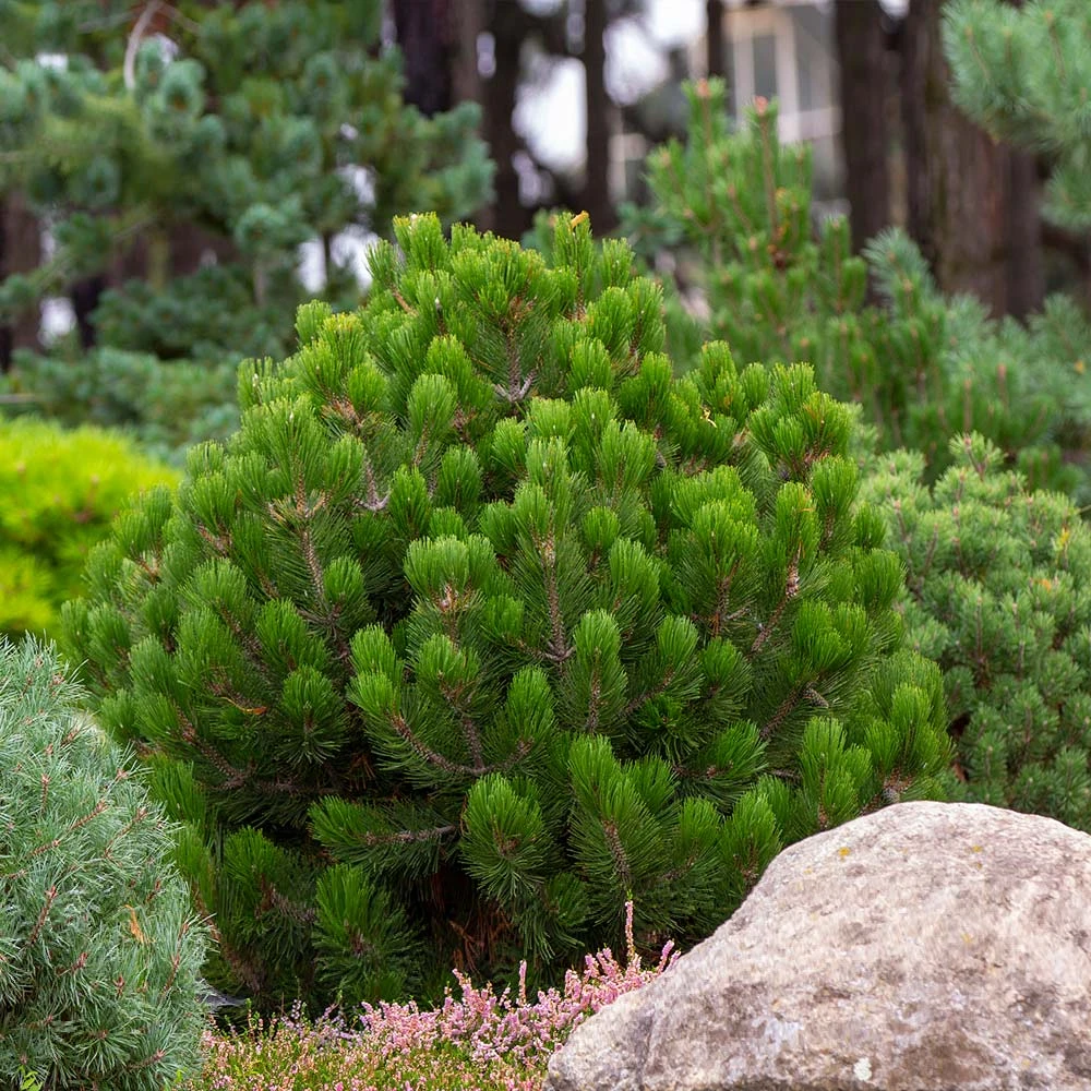 Dwarf Mugo Pine 6 Dwarf Mugo Pine - Image 4