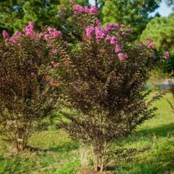 Black Diamond® Purely Purple™ Crape Myrtle Tree 10 Black Diamond® Purely Purple™ Crape Myrtle Tree -Brighter Blooms Purely Purple 3