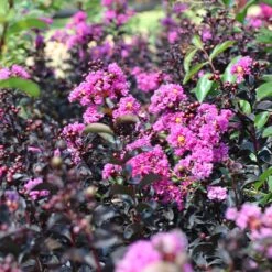 Black Diamond® Purely Purple™ Crape Myrtle Tree 11 Black Diamond® Purely Purple™ Crape Myrtle Tree -Brighter Blooms Purely Purple 5 BB