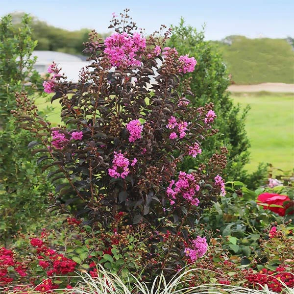 Black Diamond® Purely Purple™ Crape Myrtle Tree 3 Black Diamond® Purely Purple™ Crape Myrtle Tree