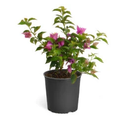 New River Bougainvillea -Brighter Blooms Purple Bougainvillea 6inch