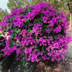 New River Bougainvillea -Brighter Blooms Purple Bougainvillea New River 11