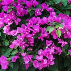 New River Bougainvillea Tree -Brighter Blooms Purple Bougainvillea New River 12 FGT